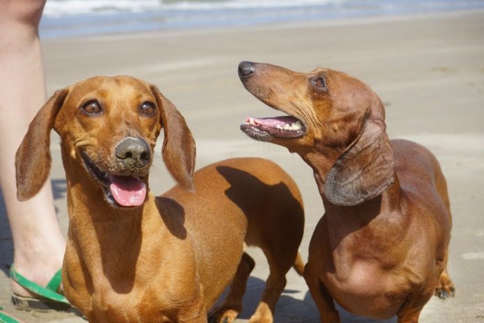 Perro disfrutando en la playa durante el verano