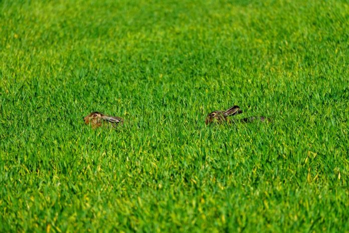 Campo de cultivo en zona rural manchega con presencia de conejos de monte