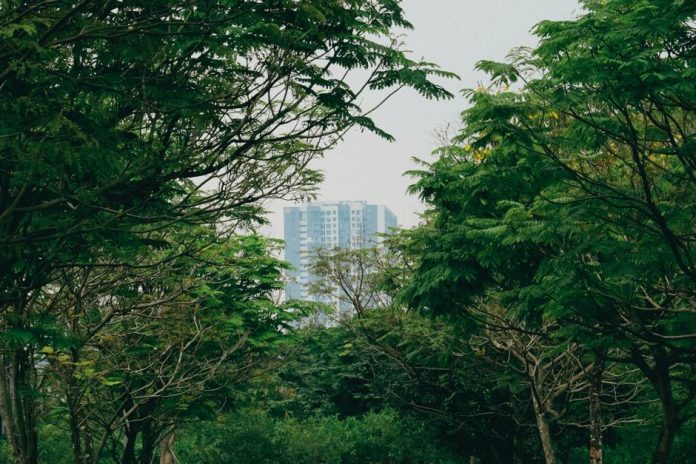 Árboles en un entorno urbano bajo un cielo despejado