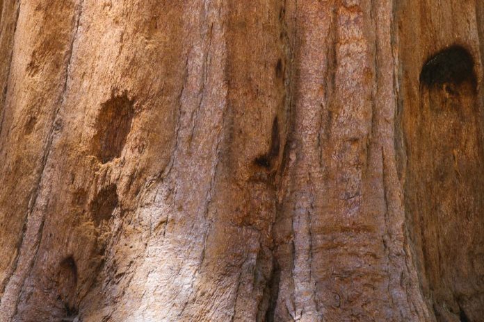 Detalle del tronco de un olivo centenario con textura rugosa